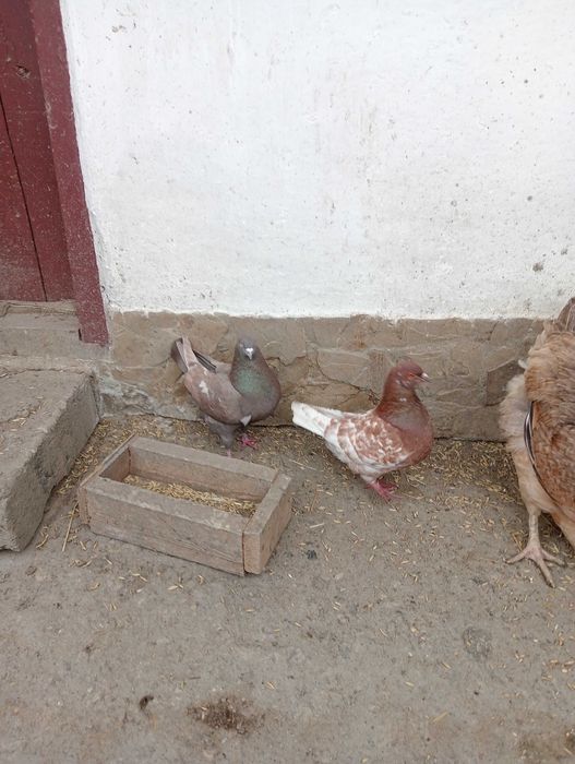 Gołębie pocztowe i Kingi