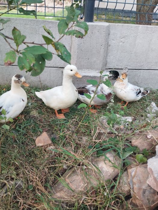 Kaczki call duck