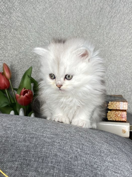 Серебристая шиншилла
