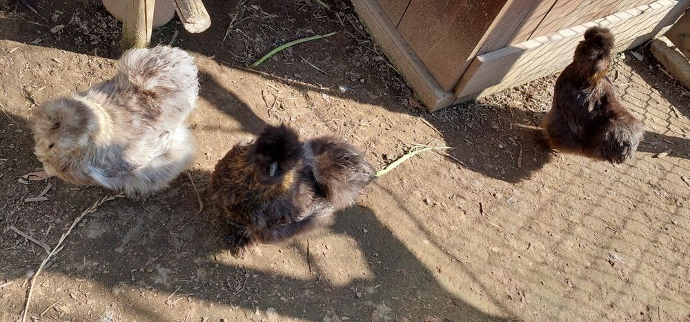 Vendo ovos galados de galinha Sedosa do Japão