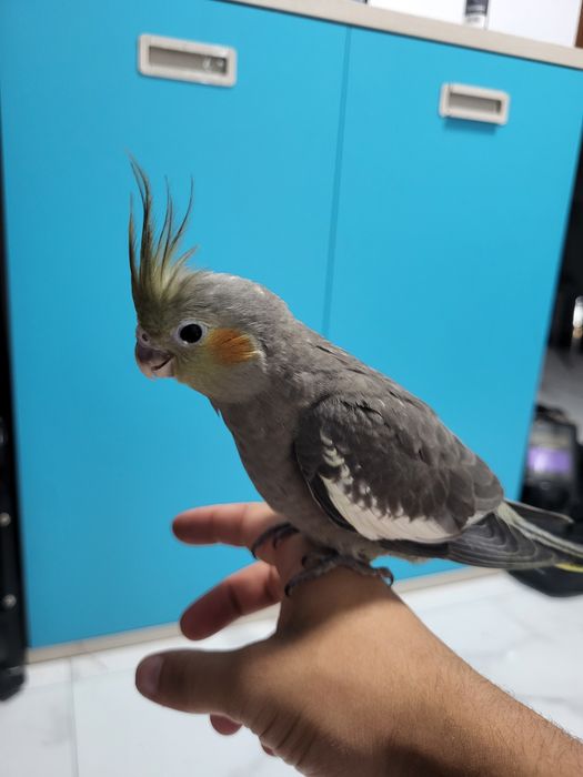 Caturra criada a mão