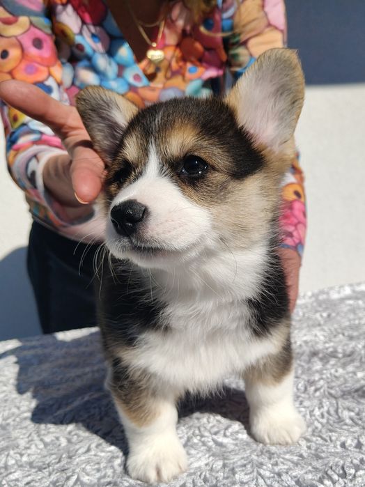 Suczka tricolor Welsh Corgi Pembroke fci