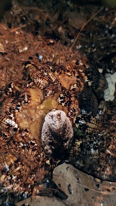 Gyna caffrorum - karaczany