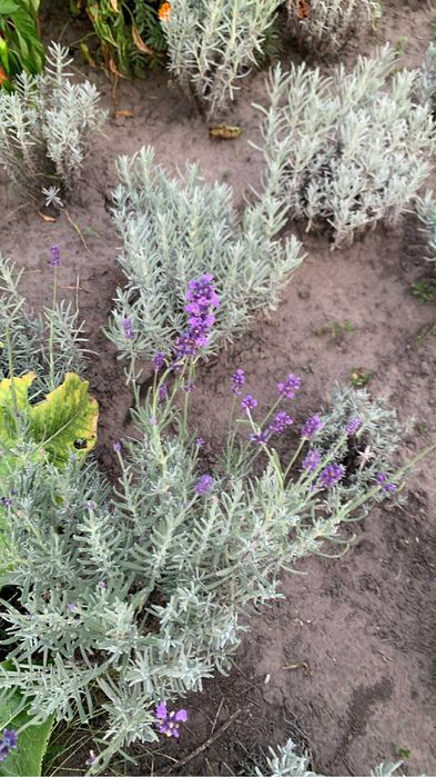 Лаванда хіт-хот і англійська