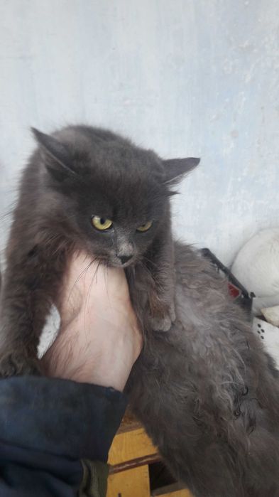 Попиляста кішка 6 міс