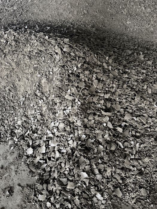 Макуха соняшникова