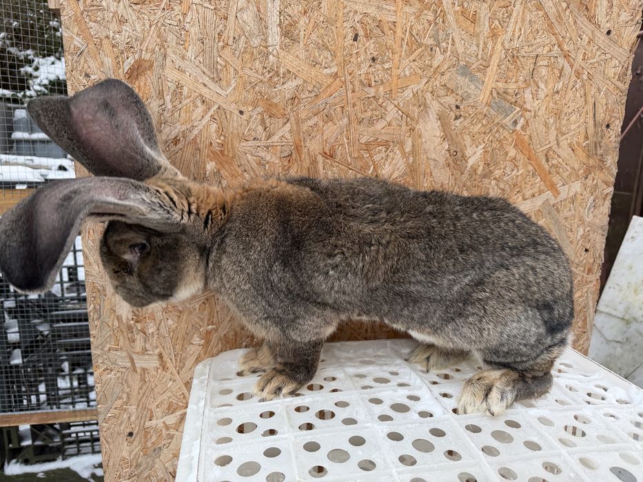 Królik belgijski z rodowodem samiec