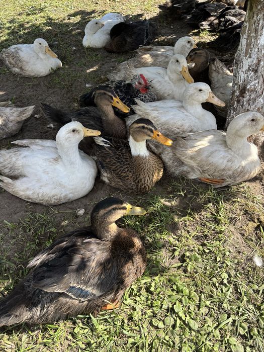 Kaczki staropolskie i pekin