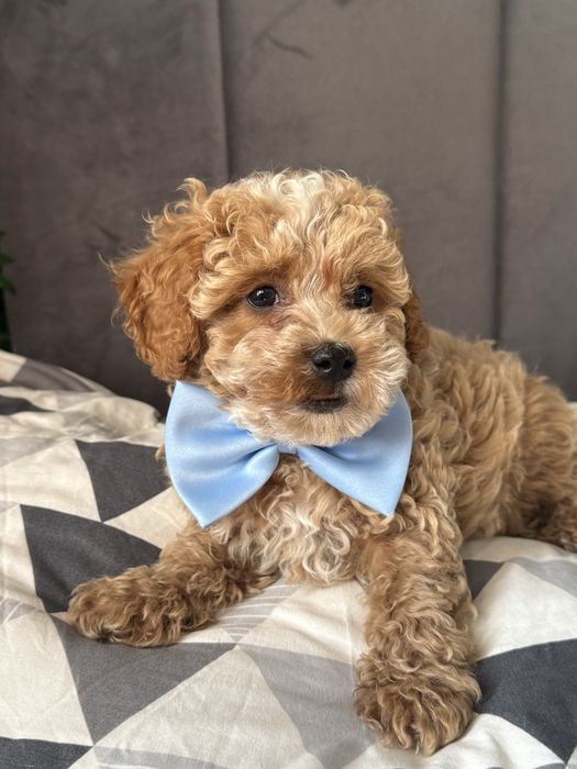 Diuk Samiec gotowy do odbioru Maltipoo F1b Paszport Wyprawka Badania genetyczne Maltanczyk Pudel toy