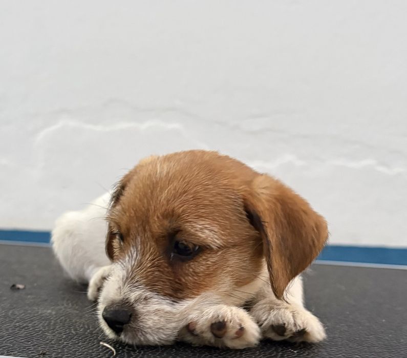 Jack Russell Terrier puppy c/Afixo e LOP