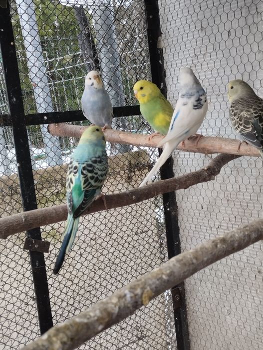 Papugi papuga faliste