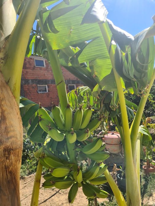 Bananeiras otima qualidade de todos os tamanhos