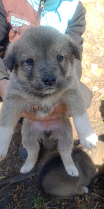 Цуценята шукають домівку