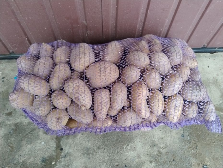 Продам велику картоплю.