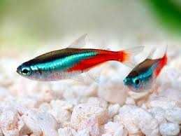 Акваріумні рибки