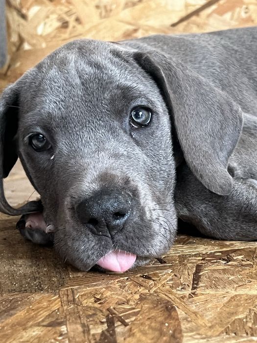 Dogue alemao Azul Fêmea