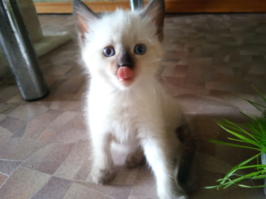Сіамські кошенята, 3  місяці , хлопчики,  дівчинки.