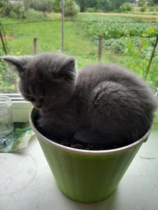 Продається котик та киця