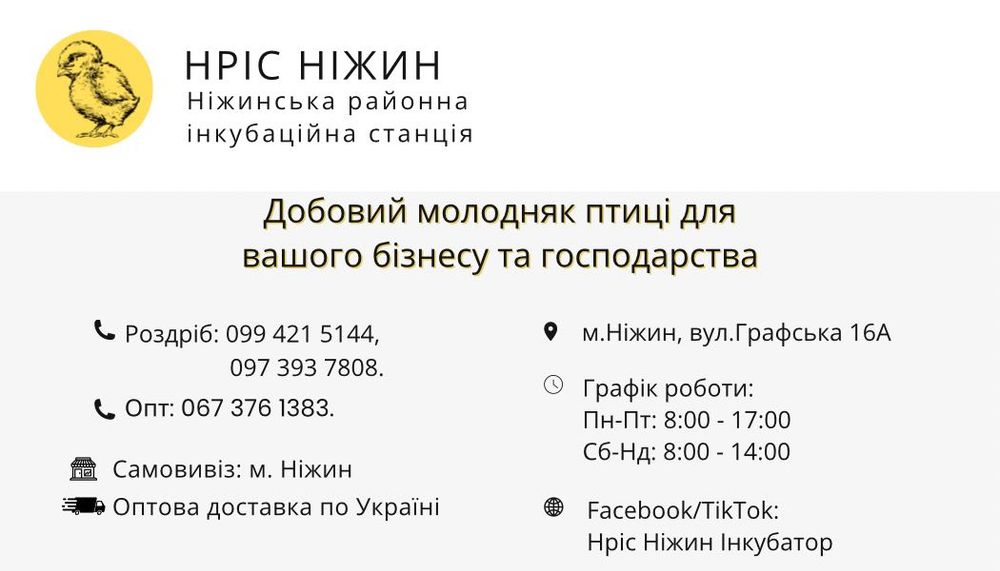 Суточні курчата Кобб-500 від виробника птиця м'ясо-яєчна (гурт)