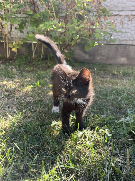 Кошенята в добрі руки!