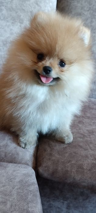 Дівчинка померанського шпіца КСУ.