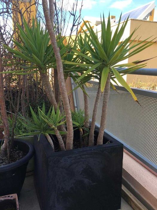 Yucca gigante com cerca de 1,80 m