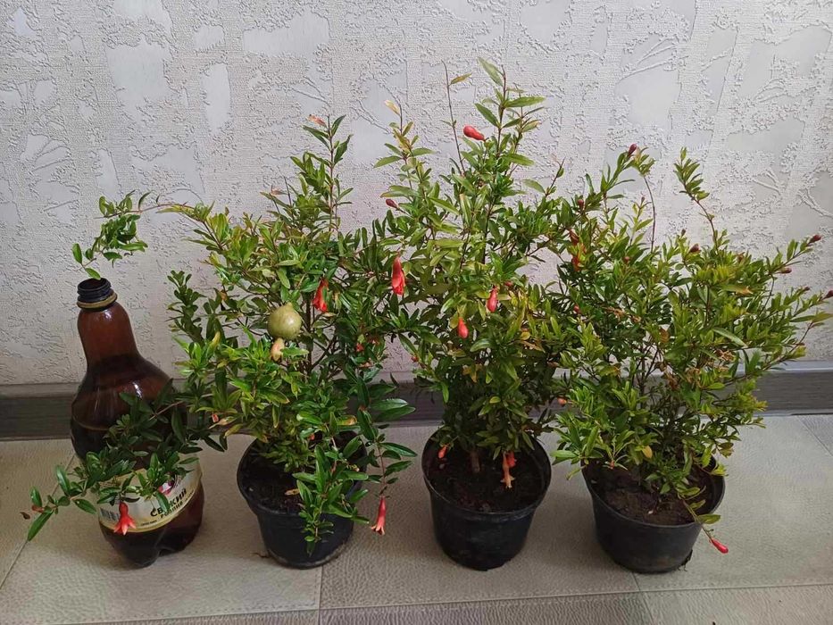 Гранат кімнатного сорту КВІТУЧІ в бутонах з плодами Фікус Лимон