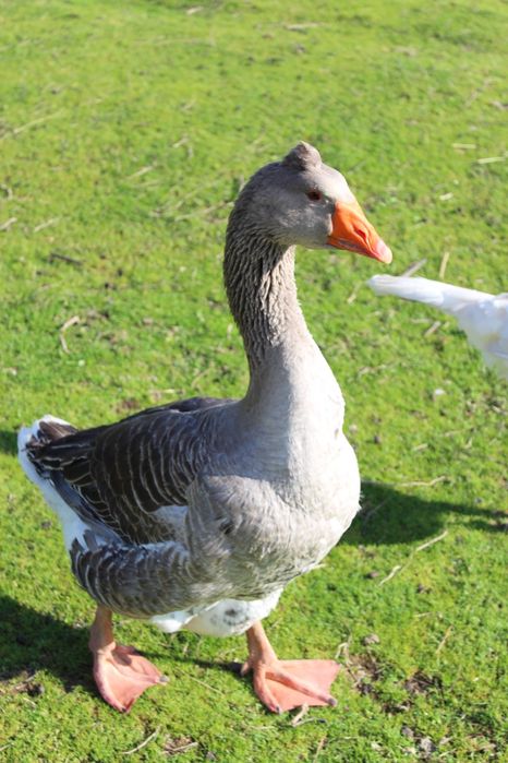 Ganso Toulouse macho