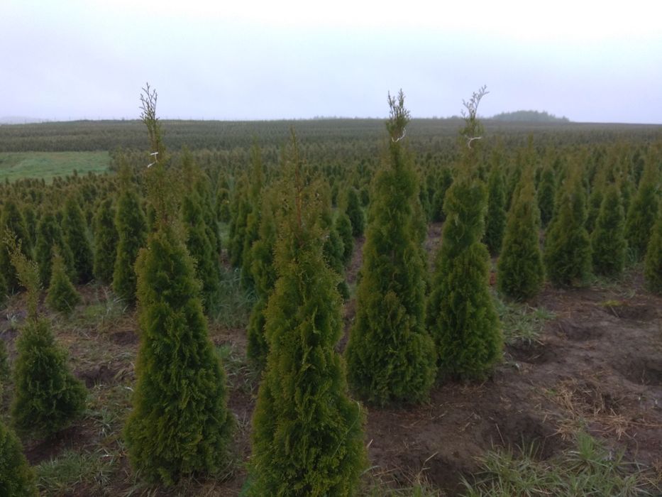 Туя. Туї. Смарагд. від 1-5 м. Доставка. Від виробника. Гурт. Якість