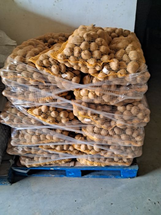 Ziemniaki jadalne Soraya