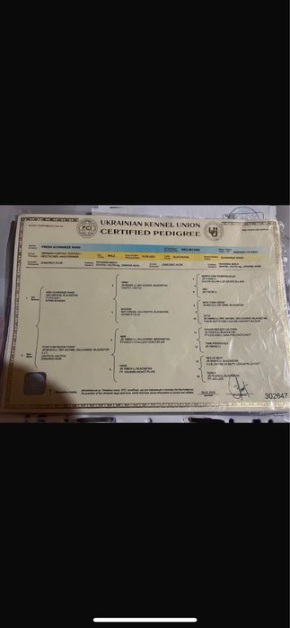 Продам німецьких яхтерєрів