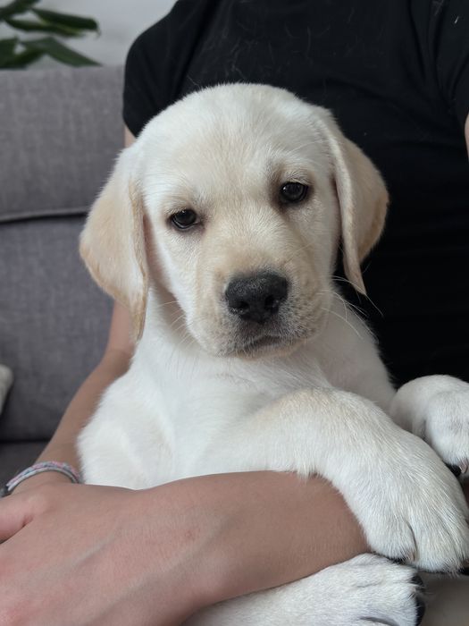 Labrador pies z rodowodem ZKwP FCI