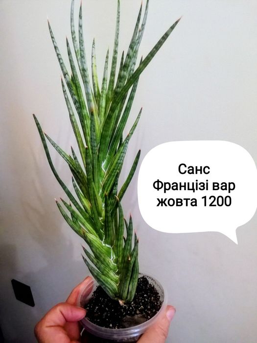 Сансівьєрії  гібриди Стар Канарі Катана Інті Глоу Францізі вар та інші