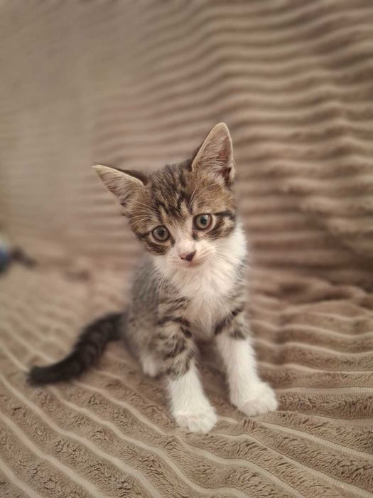 Віддамо кошенят в добрі руки