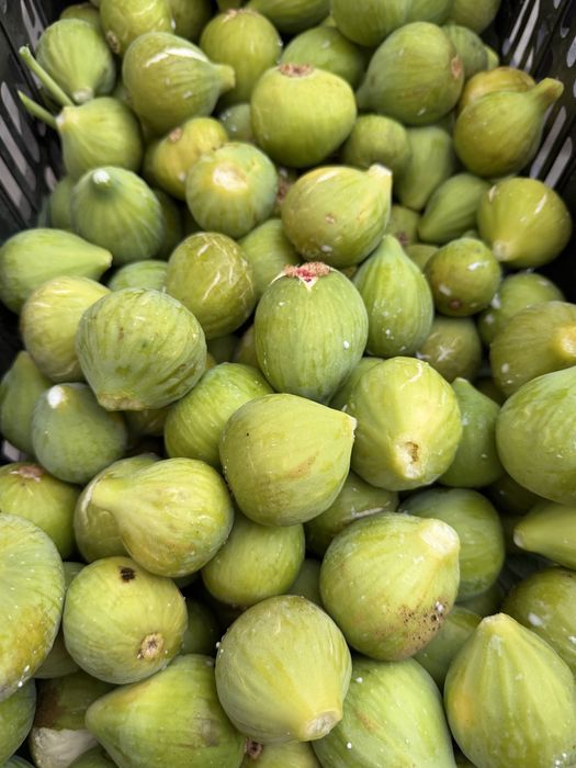 Figos pingo de mel biológicos