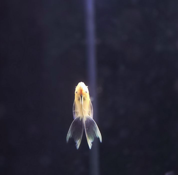 Zbrojnik L144 long fin gold (weloniasty)