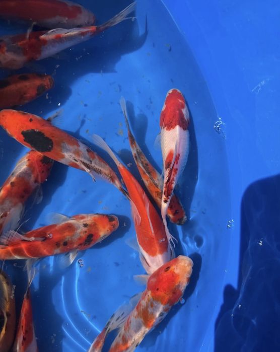 Karasie welonki koi , karpie koi pięknie wybarwione ,ryby do oczek