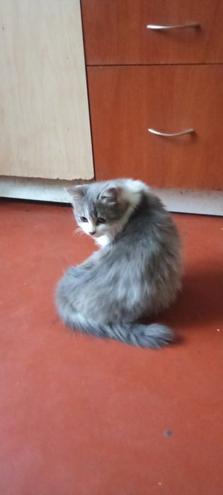 Бесплатно в добрые руки котята подростки мальчики и девочки