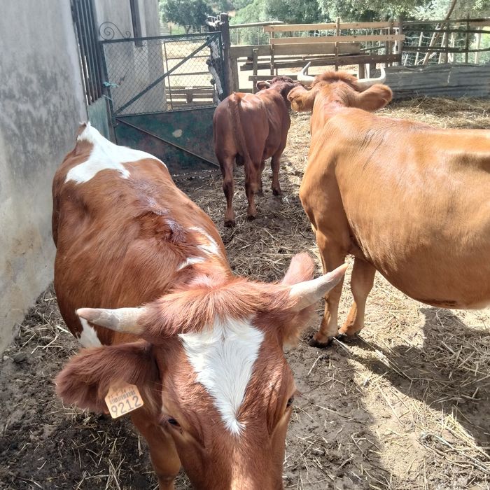 vacas cruzadas de limousine