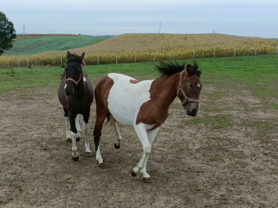 Sprzedam Hucuły i Kucyki. LIKWIDACJIA STADA