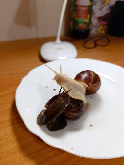 Равлики ахатини маленькі