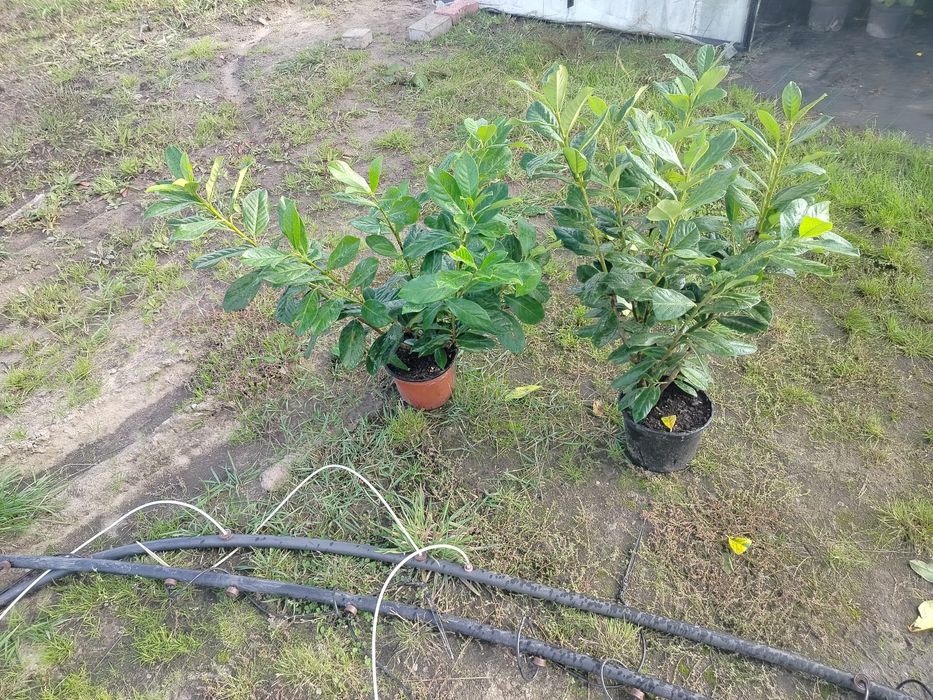 Laurowiśnia Novita wys 70cm w donicy 3 litry