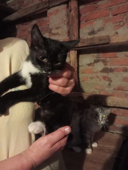 Дівчинка 2 міс потрібна сім'я