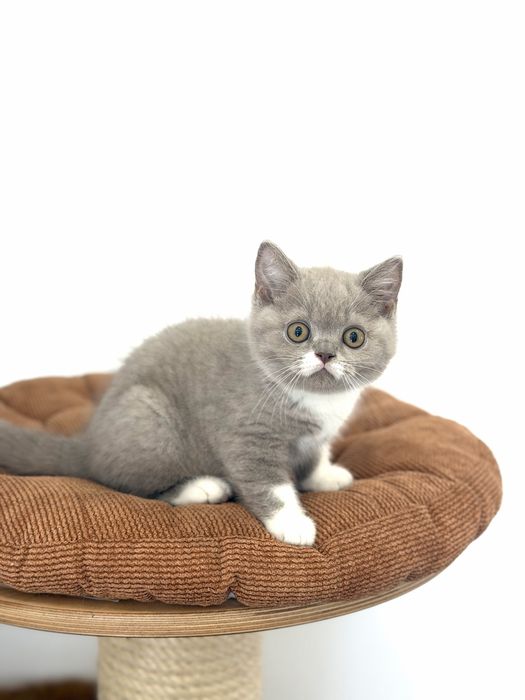 Macho British  Shorthair com LOP