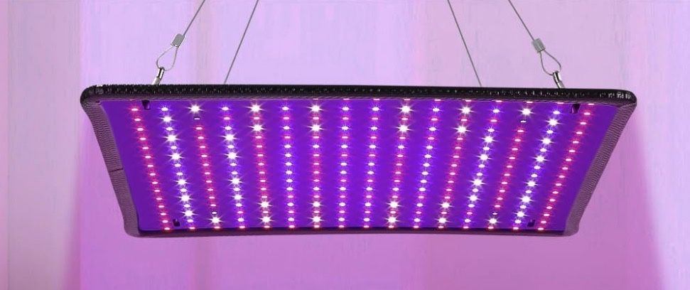 Luz led roxa plantas