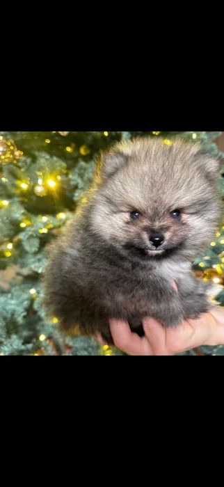 Померанський шпіц — маленьке щастя для вашої родини.