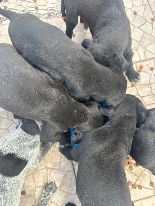 Ninhada de braco alemão para venda