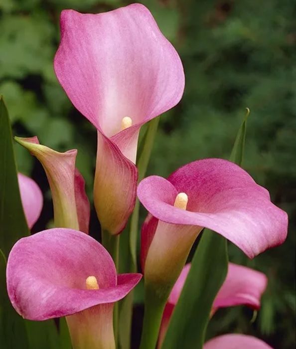 Kalia cebulki / Calla / Zantedeschia różowa