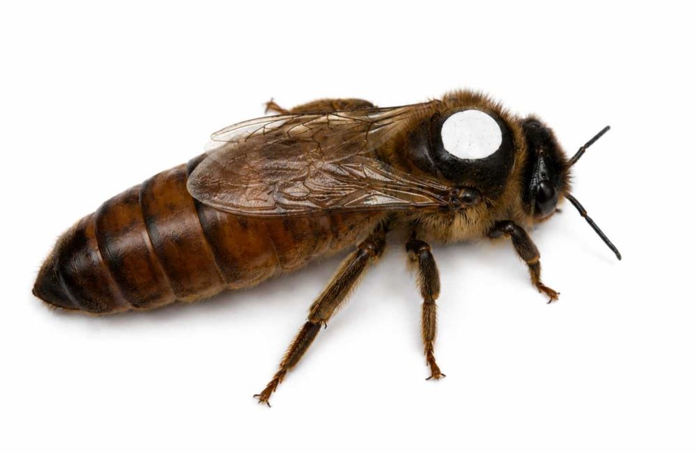 Matki pszczele HINDERHOFER unasiennione Wysyłka 22,23,24,25,26 Czerwca