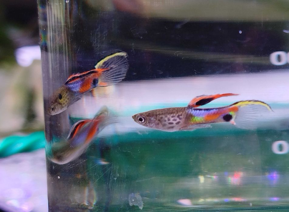 GRANDE PROMOÇÃO Guppys endlers (adultos)